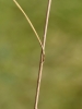Melica ciliata