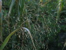 Panicum miliaceum subsp. ruderale