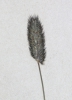 Phleum rhaeticum
