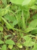 Poa angustifolia