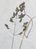 Poa angustifolia