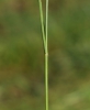 Trisetum flavescens