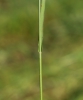 Trisetum flavescens
