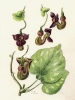 Aristolochia durior
