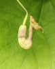 Aristolochia durior