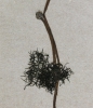 Batrachium trichophyllum