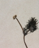 Batrachium trichophyllum