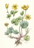 Ficaria verna subsp. bulbifera