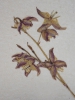 Epimedium alpinum