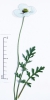 Papaver maculosum subsp. austromoravicum