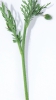 Papaver maculosum subsp. austromoravicum