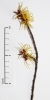 Hamamelis japonica