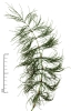 Equisetum sylvaticum