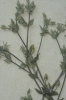 Arenaria serpyllifolia