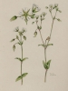 Cerastium holosteoides subsp. triviale