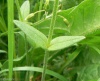 Cerastium holosteoides subsp. triviale