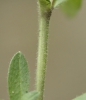 Cerastium lucorum