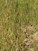 Dianthus armeria