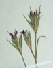 Dianthus armeria