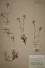 Dianthus moravicus