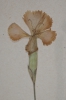 Dianthus moravicus