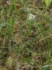 Dianthus superbus subsp. superbus