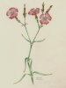 Dianthus sylvaticus