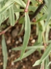 Gypsophila fastigiata