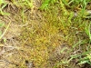 Sagina apetala subsp. apetala