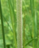 Silene latifolia subsp. alba