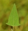 Atriplex prostrata subsp. latifolia