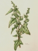Atriplex prostrata subsp. latifolia