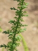 Chenopodium ambrosioides