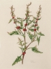 Chenopodium foliosum