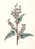 Chenopodium hybridum