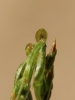 Corispermum leptopterum