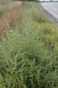 Kochia scoparia subsp. densiflora