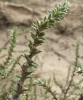 Salsola kali subsp. rosacea
