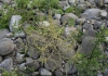 Amaranthus albus