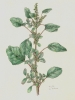 Amaranthus blitum