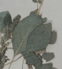 Amaranthus blitum