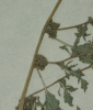 Amaranthus crispus