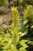 Amaranthus cruentus