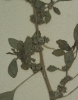 Amaranthus graecizans subsp. sylvestris