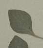 Amaranthus graecizans subsp. sylvestris