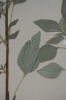 Amaranthus quitensis