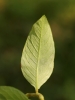 Persicaria lapathifolia subsp. lapathifolia
