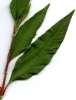 Persicaria lapathifolia subsp. lapathifolia