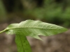 Persicaria maculosa