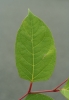 Reynoutria japonica